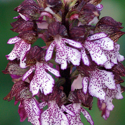 Orchis purpurea in provincia di Venezia -nuova segnalazione?